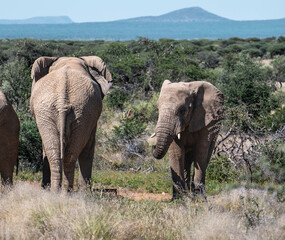 Fototapeta premium elephants in the savannah, namibia