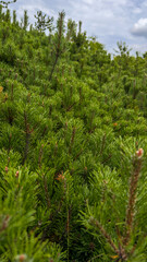 Young Pine Tree Branch In Forest. Evergreen Coniferous. Pan. Vertical photo
