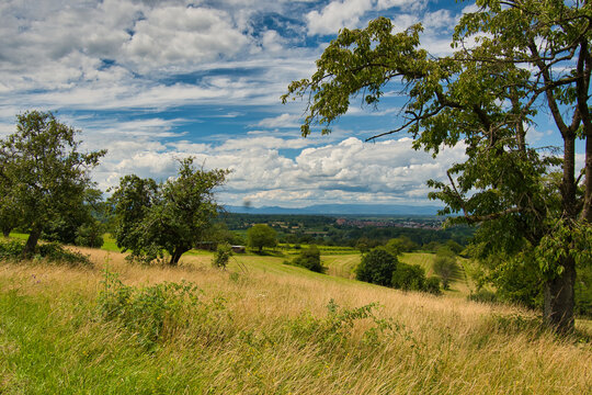 Ortenau bei Ettenheim im Sommer