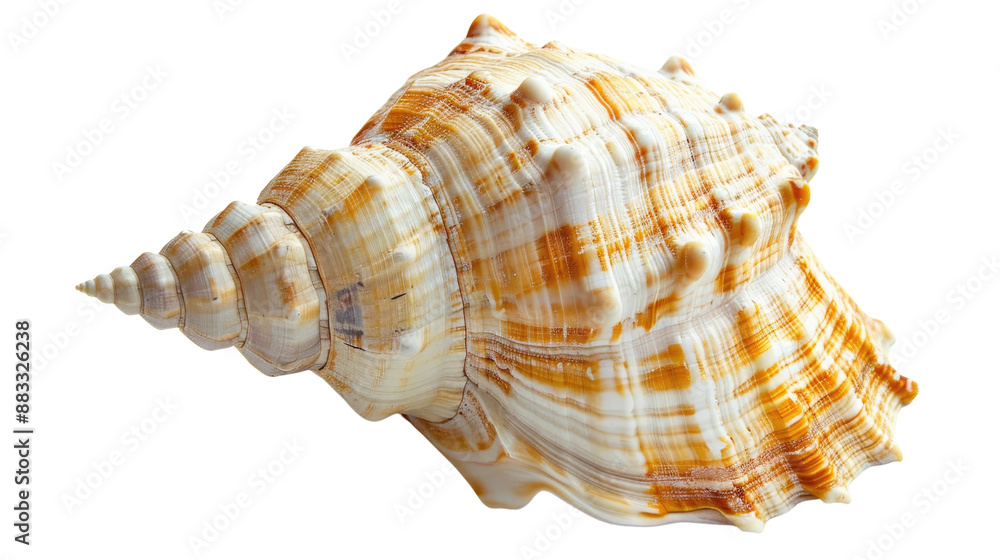 Poster seashell on a transparent background