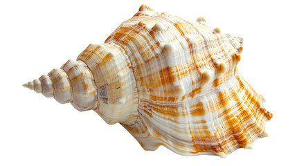 Obraz premium Seashell on a transparent background
