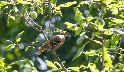A young starling on a branch of a cherry tree eats a cherry on a sunny day