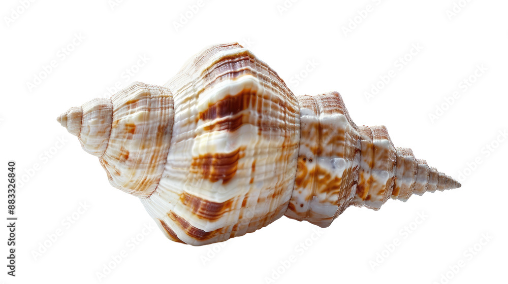 Poster seashell on a transparent background