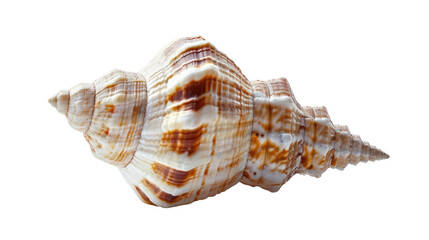 Obraz premium Seashell on a transparent background