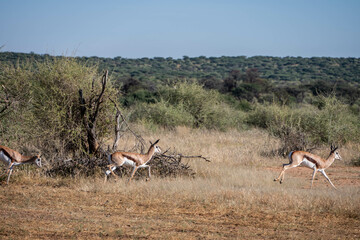 impala antelope in the savannah of Namibia, Africa