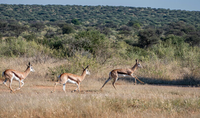impala antelope in the savannah of Namibia, Africa