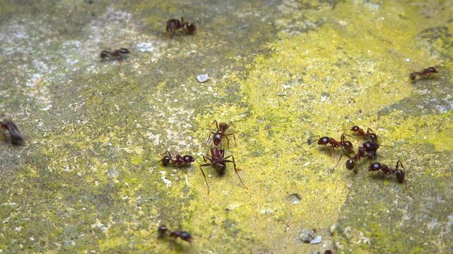 Large ants examine a wounded ant, feeling it with their antennae