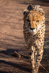 portrait of a cheetah in the namibian savanna