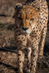 portrait of a cheetah in the namibian savanna