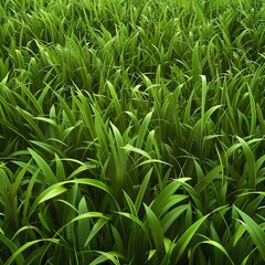 Obraz premium Lush Green Grass Field: A Close-Up View of Vibrant Green Blades of Grass in a Dense, Lush Field