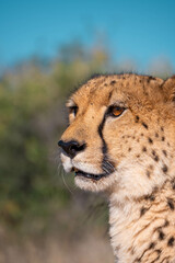 portrait of a cheetah in the namibian savanna