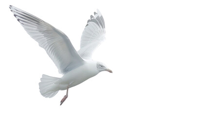 Fototapeta premium seagull on a transparent background