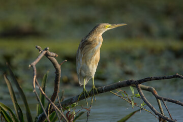Vogelbeobachtung beim Donau Delat in Rumänien hier ein Rallenreiher
