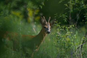 ein junger Reh Bock auf einer kleine Lichtung
