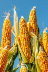 Bountiful Golden Corn Ears Against Clear Blue Sky Fresh Harvest and Natural Produce Concept