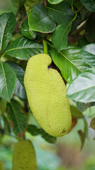 close up jackfruit on the tree, tropical asian fruit 