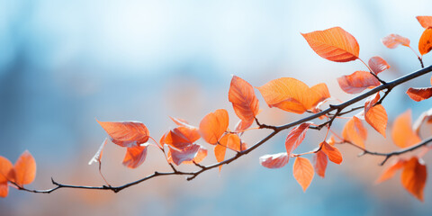 Vibrant Orange Autumn Leaves on Branch Against Blue Sky Background in a Tranquil Natural Setting