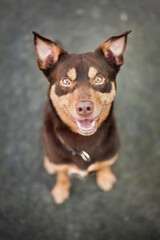 portrait of a happy australian kelpie dog sitting on a pavement looking up at the camera