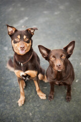 portrait of two happy australian kelpie dogs sitting on a pavement looking up at the camera