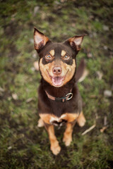 portrait of a happy australian kelpie dog sitting in grass looking up at the camera