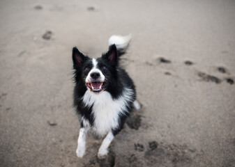 Cute dog jumps up on the sand