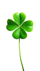 Four Leaf Clover Plant Isolated On Transparent Background