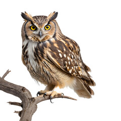 Obraz premium Owl on a Branch isolated on transparent background