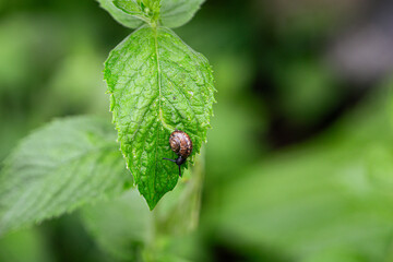 A snail eats mint leaves. A pest in the garden