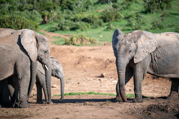 Obraz premium Elephants seen in natural environment