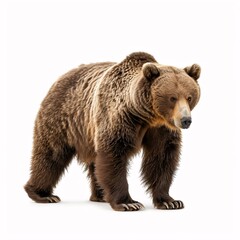 Obraz premium Bear isolated on white background 