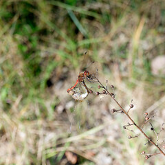 Sympetrum striolatum | Accouplement de Sympétrum striés ou fasciés au sommet d'une tige de graminées dans un jardin botanique d'Allemagne du sud
