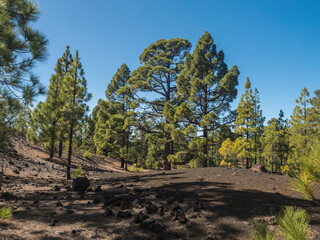 Volcanic landscape at Chinyero volcano circular hiking trail. Black ground of lava ash and rock, green endemic Canary island pines, atlantic ocean and clear blue sky. Tenerife, Spain
