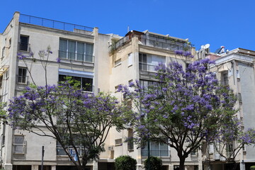 A building in the city through the crown of a tall tree on a city street.