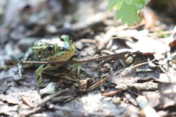 frog in the grass