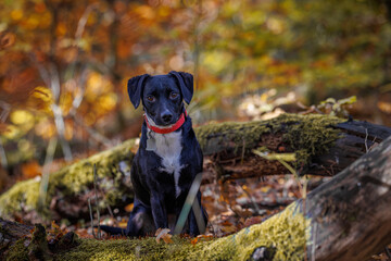 Patterdale terrier in the forest