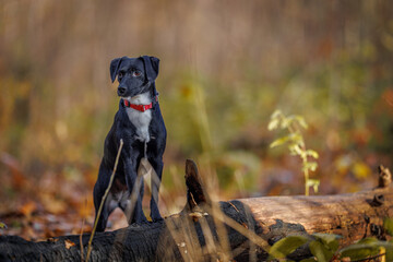 Patterdale terrier in the forest