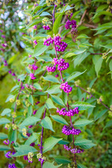 flowers in the garden