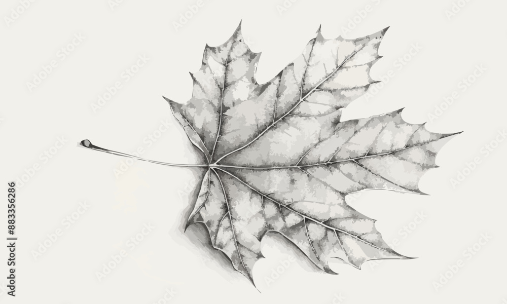 Poster a linear vector of a maple leaf.