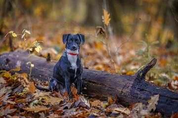 Patterdale terrier in the forest