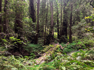 Mesmerising California redwoods forest. Giant green sequoia create lush foliage and astonishing forest. Wooden hiking trails lay among the sequoioideae trees. Vivid nature of Nothern California.