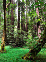 Mesmerising California redwoods forest. Giant green sequoia create lush foliage and astonishing forest. Wooden hiking trails lay among the sequoioideae trees. Vivid nature of Nothern California.