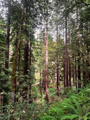 Mesmerising California redwoods forest. Giant green sequoia create lush foliage and astonishing forest. Wooden hiking trails lay among the sequoioideae trees. Vivid nature of Nothern California.