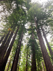 Obraz premium Mesmerising California redwoods forest. Giant green sequoia create lush foliage and astonishing forest. Wooden hiking trails lay among the sequoioideae trees. Vivid nature of Nothern California.