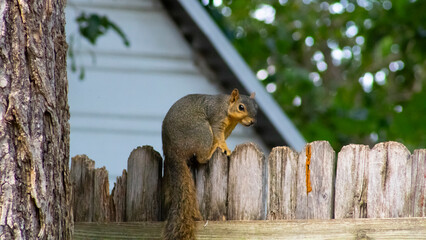squirrel on a fence