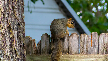 Squirrel on a fence 