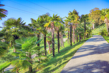 Obraz premium palm trees on the beach