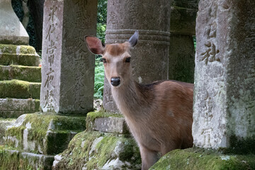Closeup of a Sika deer freely roaming the grounds of the Kasuga-taisha shrine, Nara, Honshu, Japan
