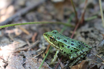 frog on the grass
