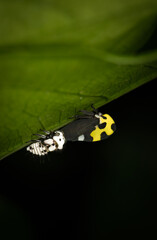 Mexican treehopper (Membracis mexicana) with juvenile, costa Rica