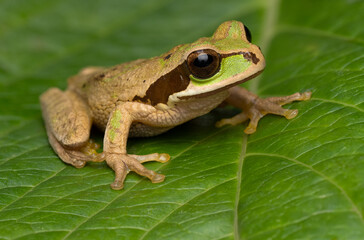 Close-up of a masked tree frog (Smilisca phaeota), Costa Rica